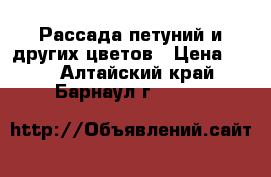 Рассада петуний и других цветов › Цена ­ 60 - Алтайский край, Барнаул г.  »    